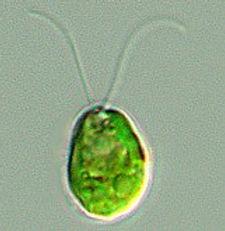 Chlamydomonas