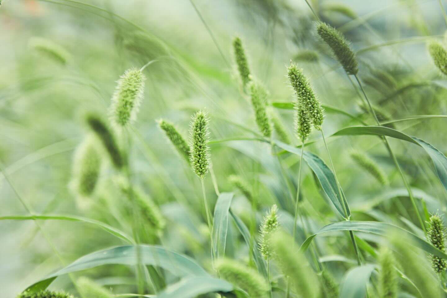 Foxtail