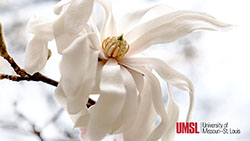 white flower with UMSL logo