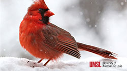 a cardinal in the snow with the UMSL logo