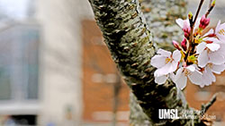 close up of a flower on a tree with building in background