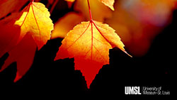 close up of orange leaves on a tree