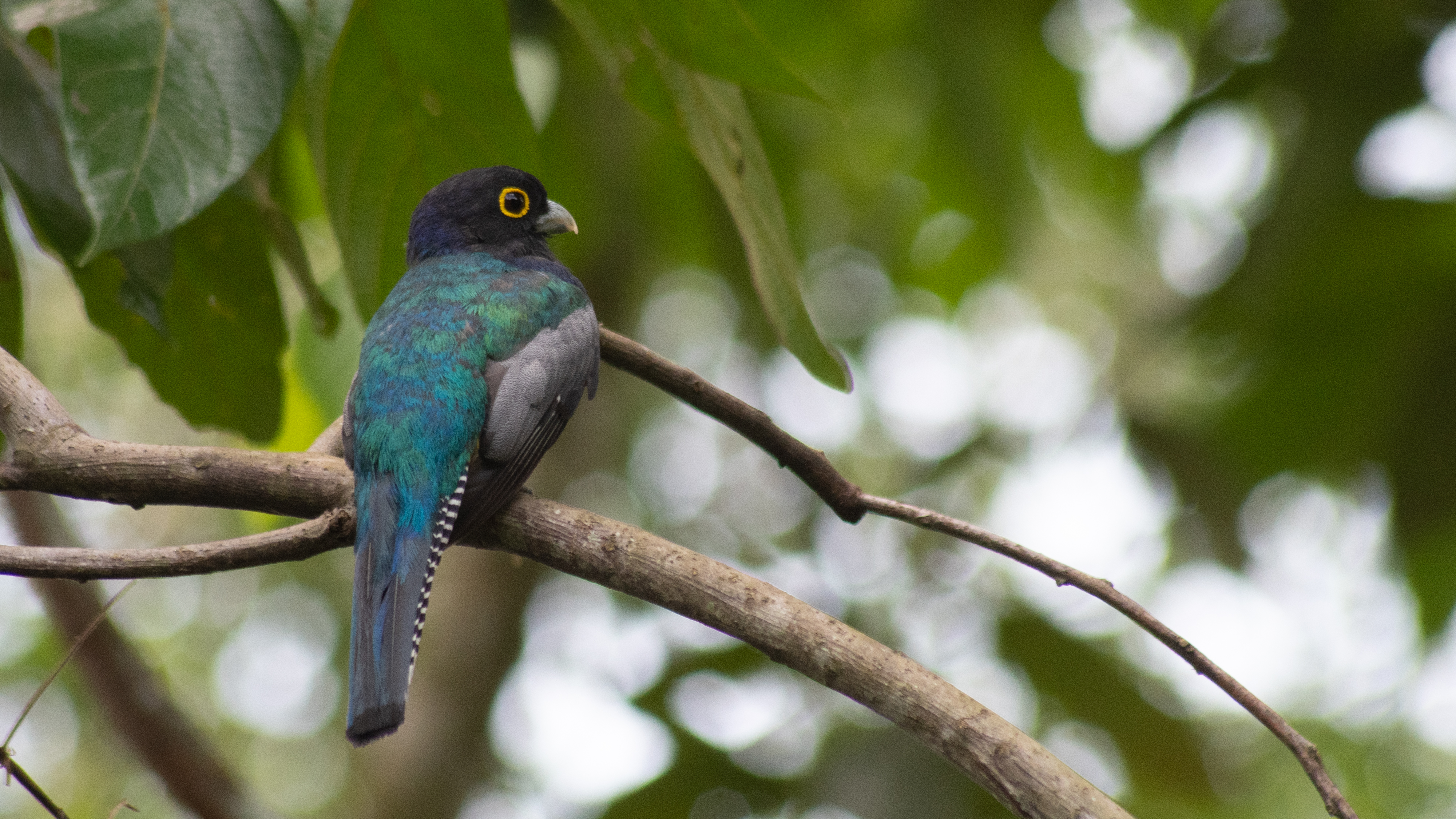 Colorful Bird. Credit: Becky Hansis-O'Neill