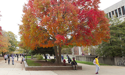 students walking the quad in fall