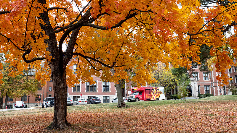 Tree changing colors as leaves fall, UMSL shuttle bus in background