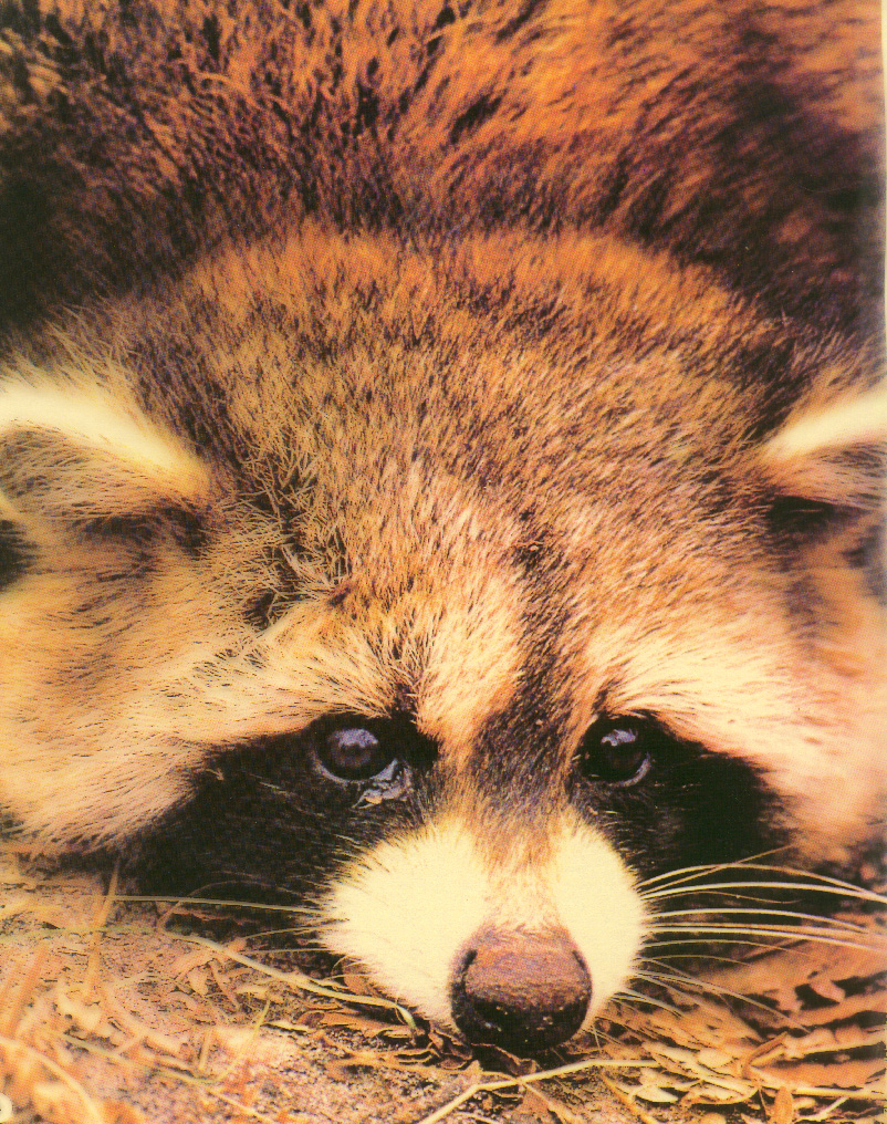 Racoon.JPG (709859 bytes)