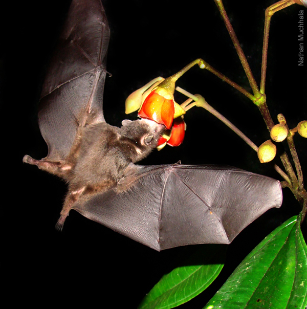 Летучие мыши 3 класс. Летучие мыши опыляют растения. Летучие мыши опыление цветков. Трубконосый крылан. Летучие мыши опылители.